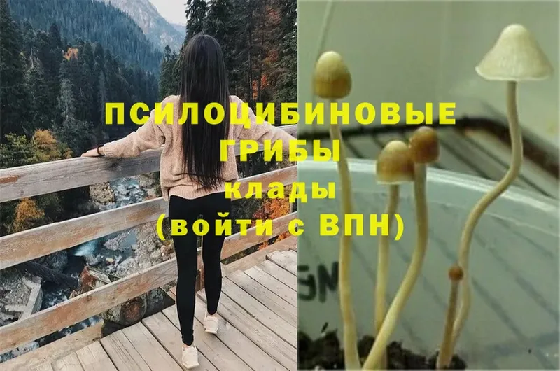 Псилоцибиновые грибы MAGIC MUSHROOMS Балахна