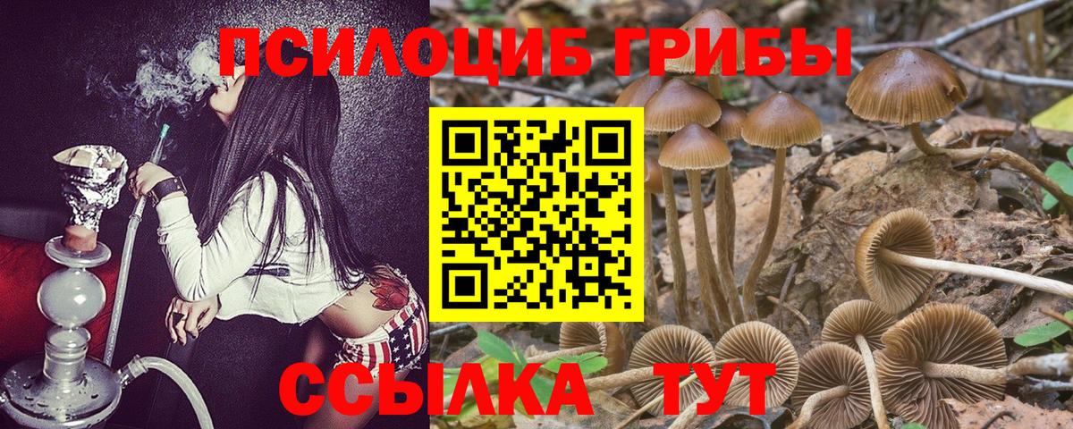 Псилоцибиновые грибы Psilocybe  Галлюциногенные грибы мицелий  Балахна 